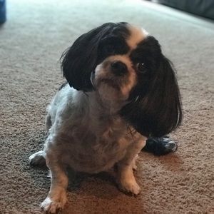 Meet your Posher, Tracy